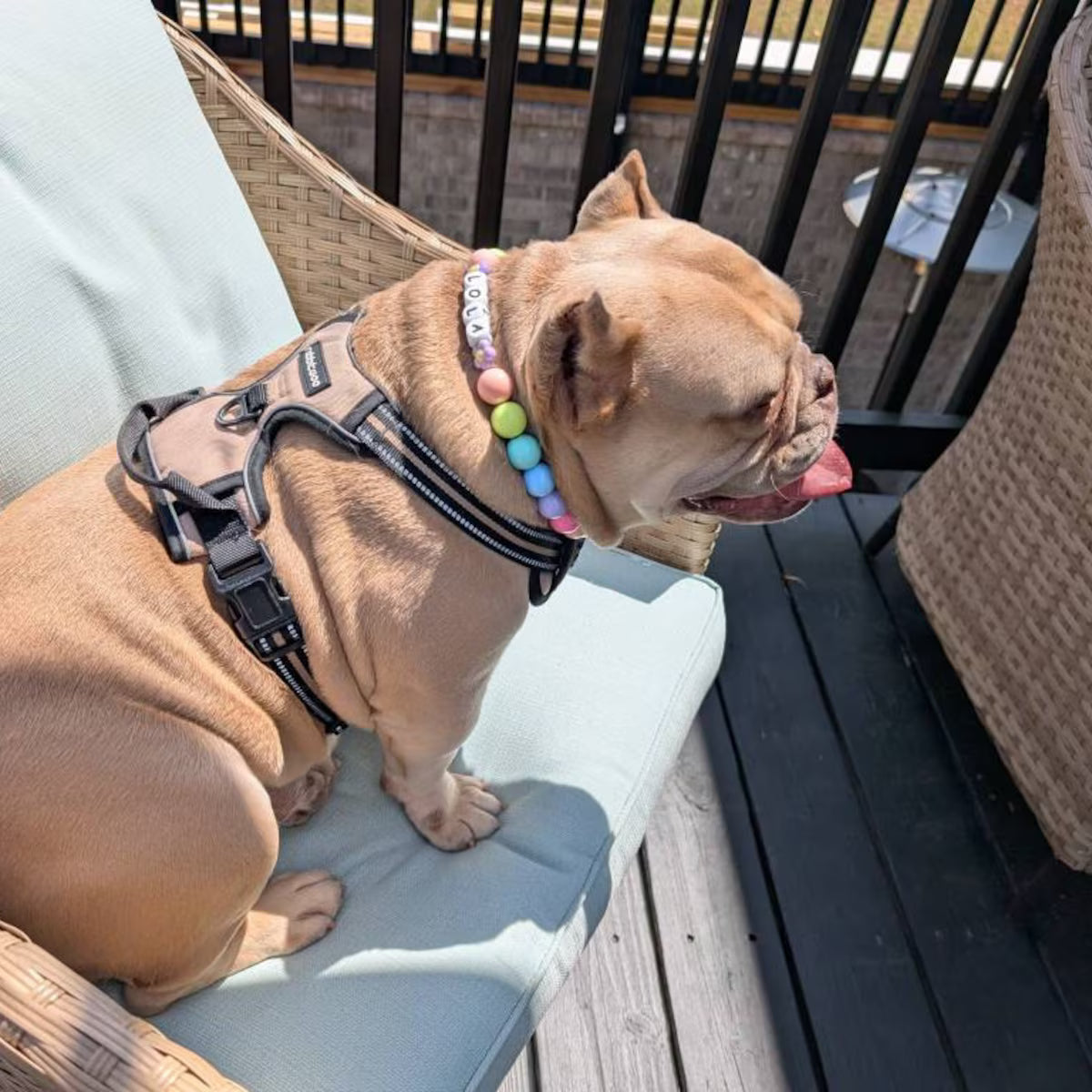 Taffy Beaded Collar