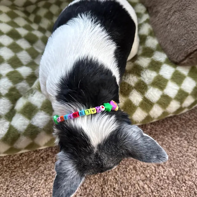 Multicolor Pet Necklace